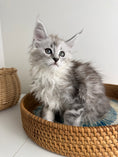 Load image into Gallery viewer, Black Silver Maine Coon female / Located in Ottawa area
