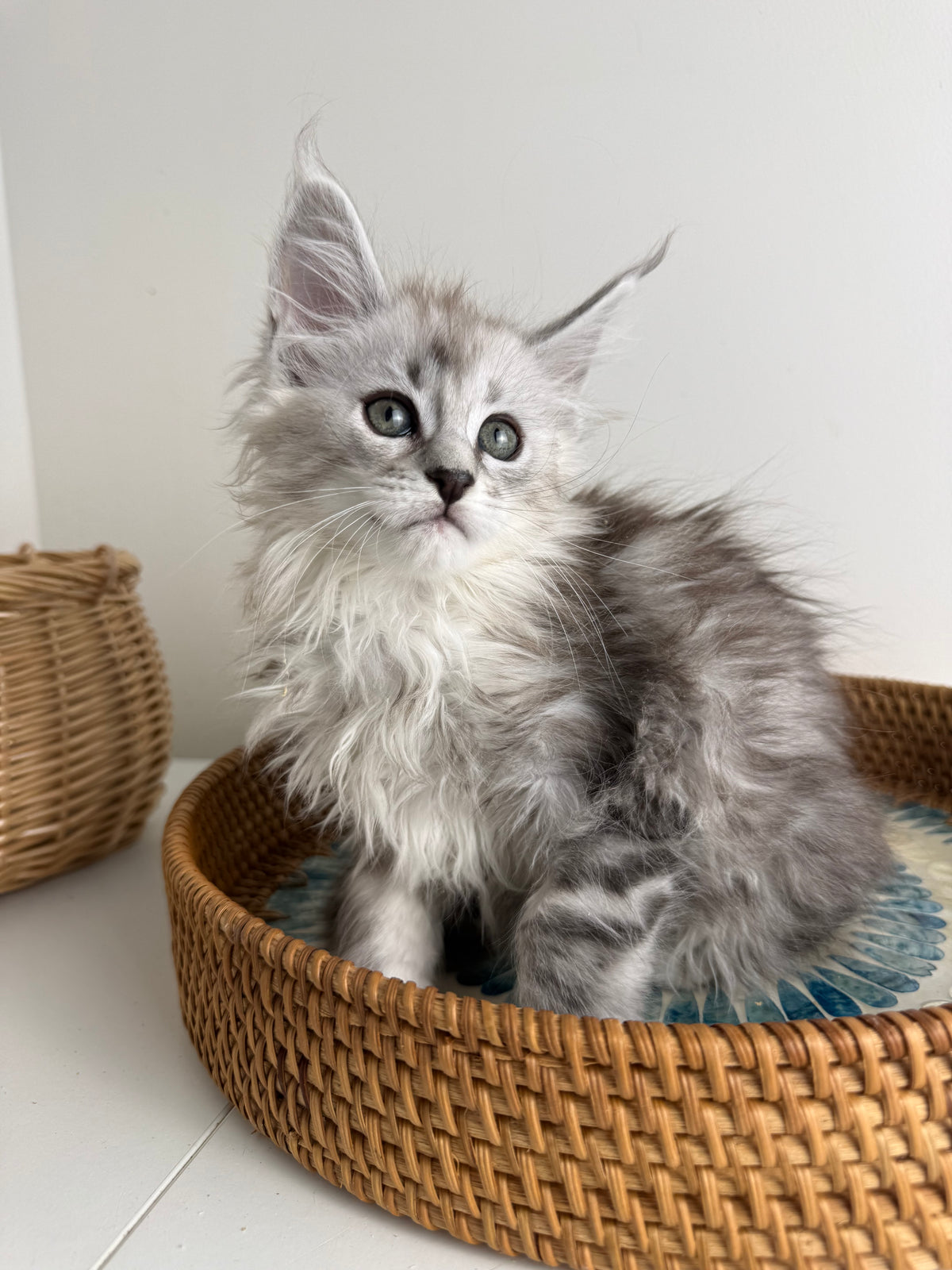 Black Silver Maine Coon female / Located in Ottawa area