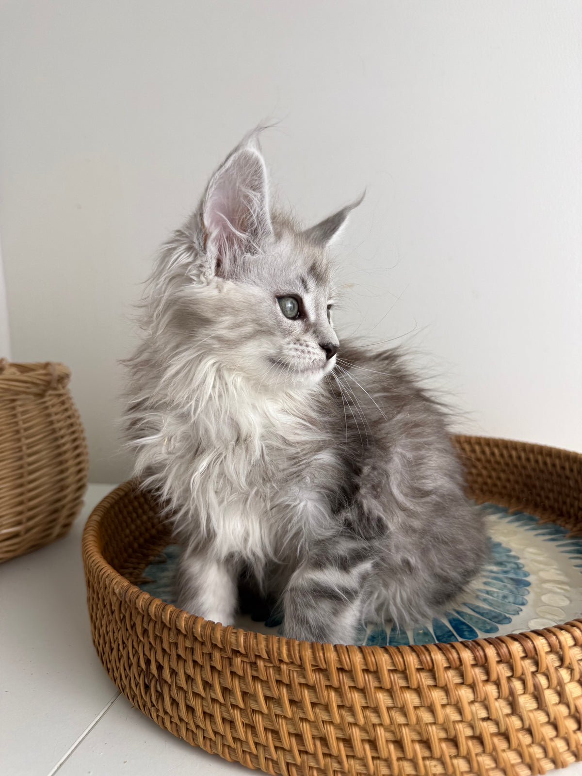 Black Silver Maine Coon female / Located in Ottawa area