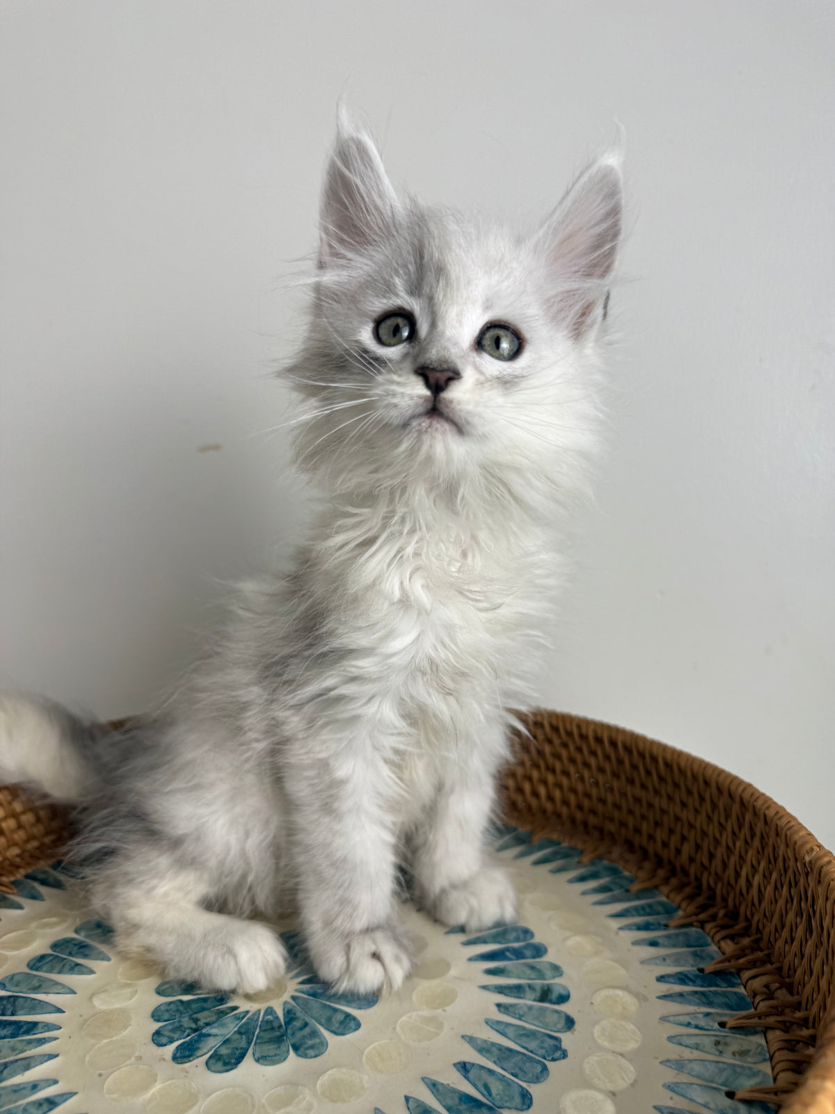 Black Silver Shaded Maine Coon male - 3 / Located in Ottawa area