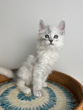 Load image into Gallery viewer, Black Silver Shaded Maine Coon male - 3 / Located in Ottawa area
