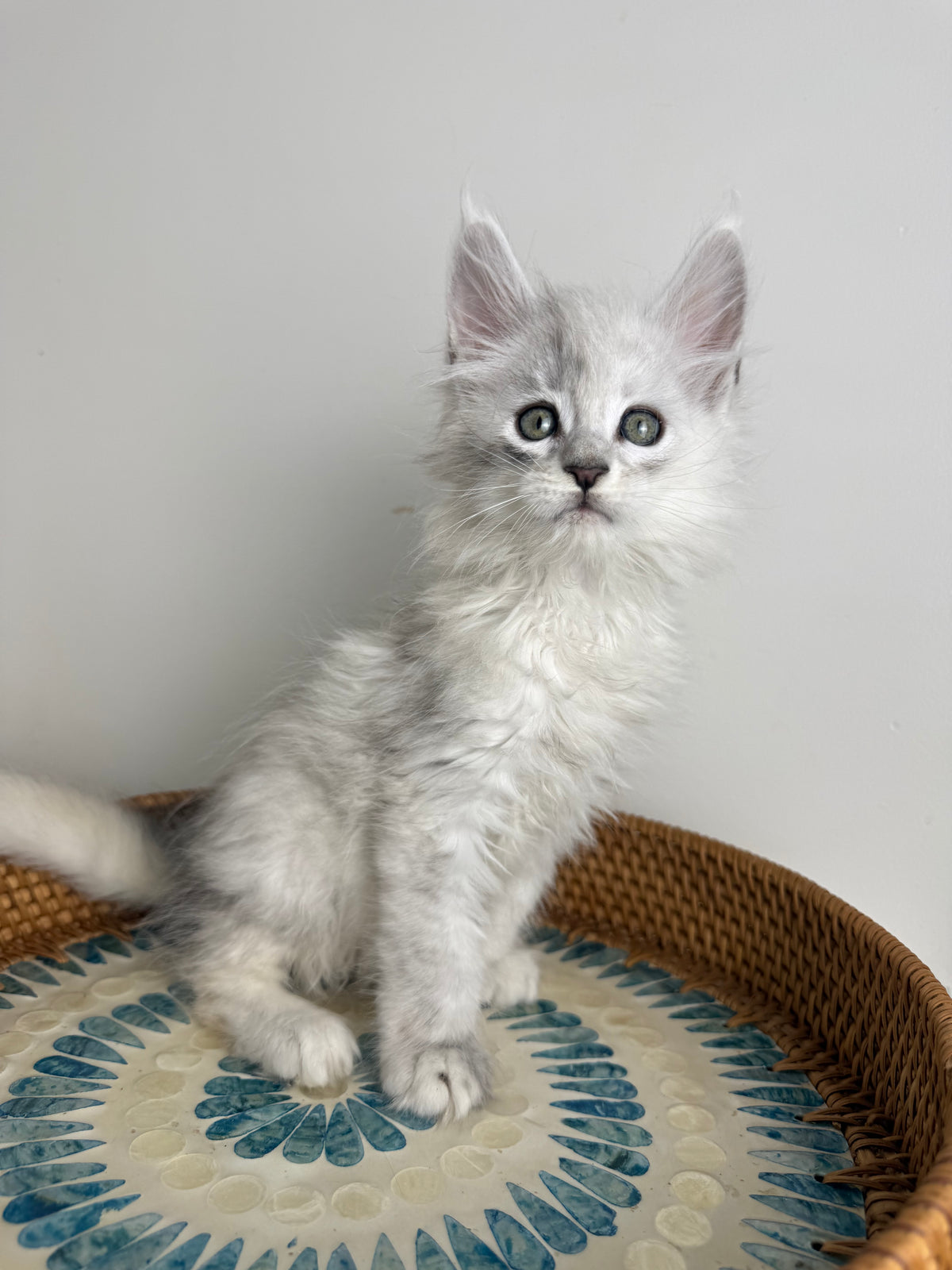 Black Silver Shaded Maine Coon male - 3 / Located in Ottawa area