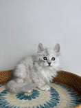Load image into Gallery viewer, Black Silver Shaded Maine Coon male - 3 / Located in Ottawa area

