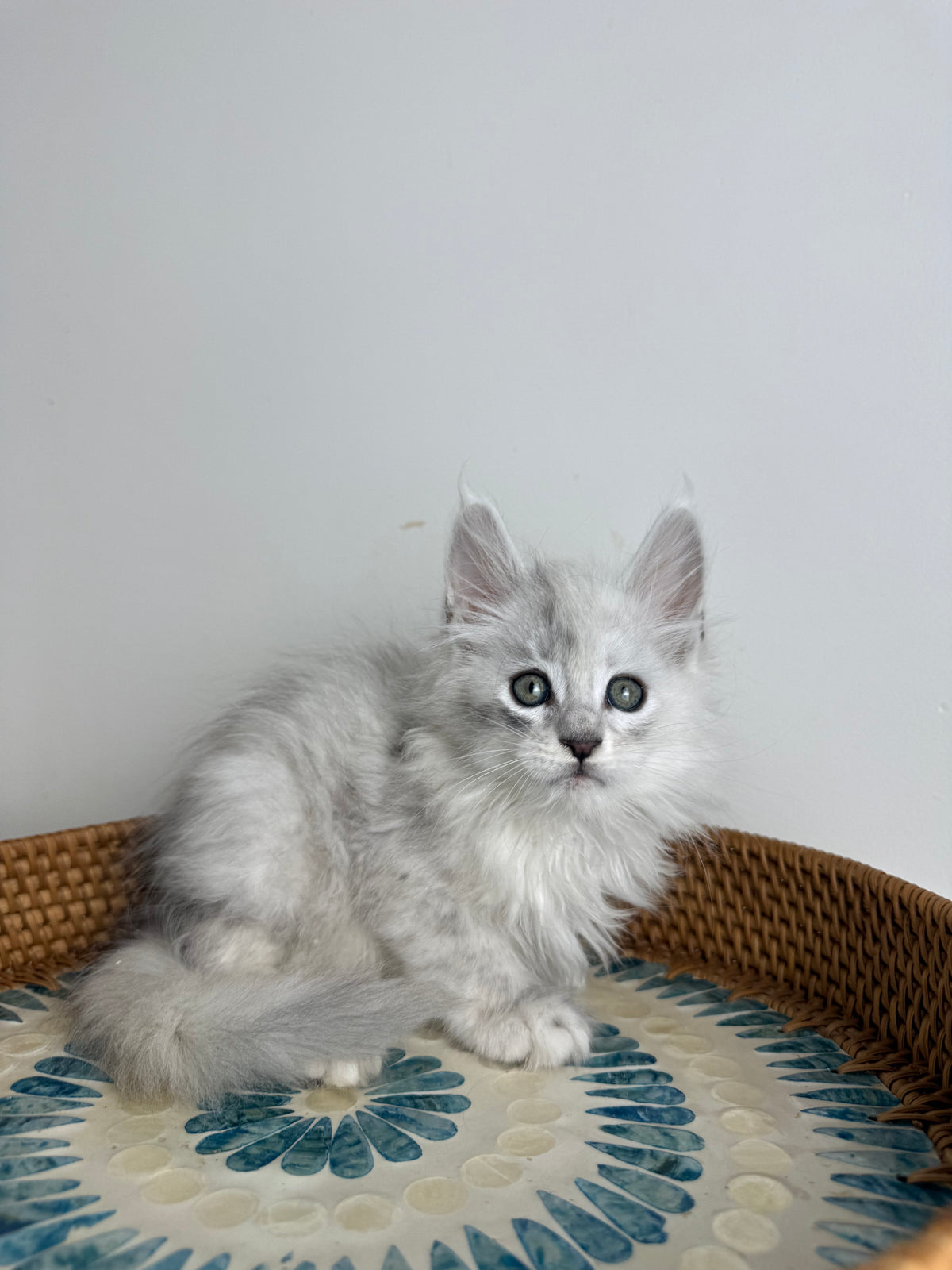 Black Silver Shaded Maine Coon male - 3 / Located in Ottawa area