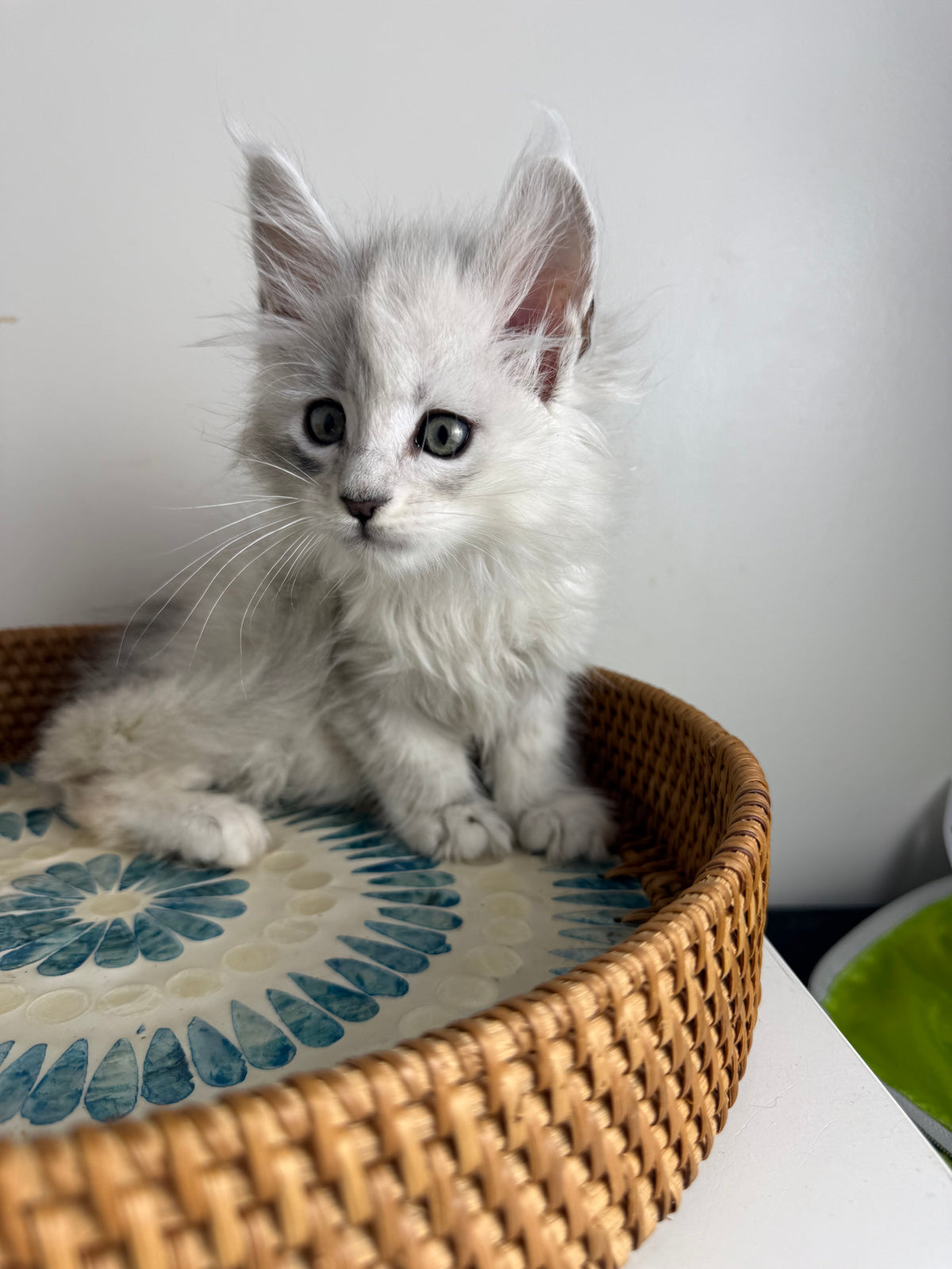 Black Silver Shaded Maine Coon male - 3 / Located in Ottawa area
