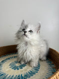 Load image into Gallery viewer, Black Silver Shaded Maine Coon male - 3 / Located in Ottawa area
