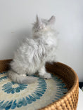 Load image into Gallery viewer, Black Silver Shaded Maine Coon male - 3 / Located in Ottawa area
