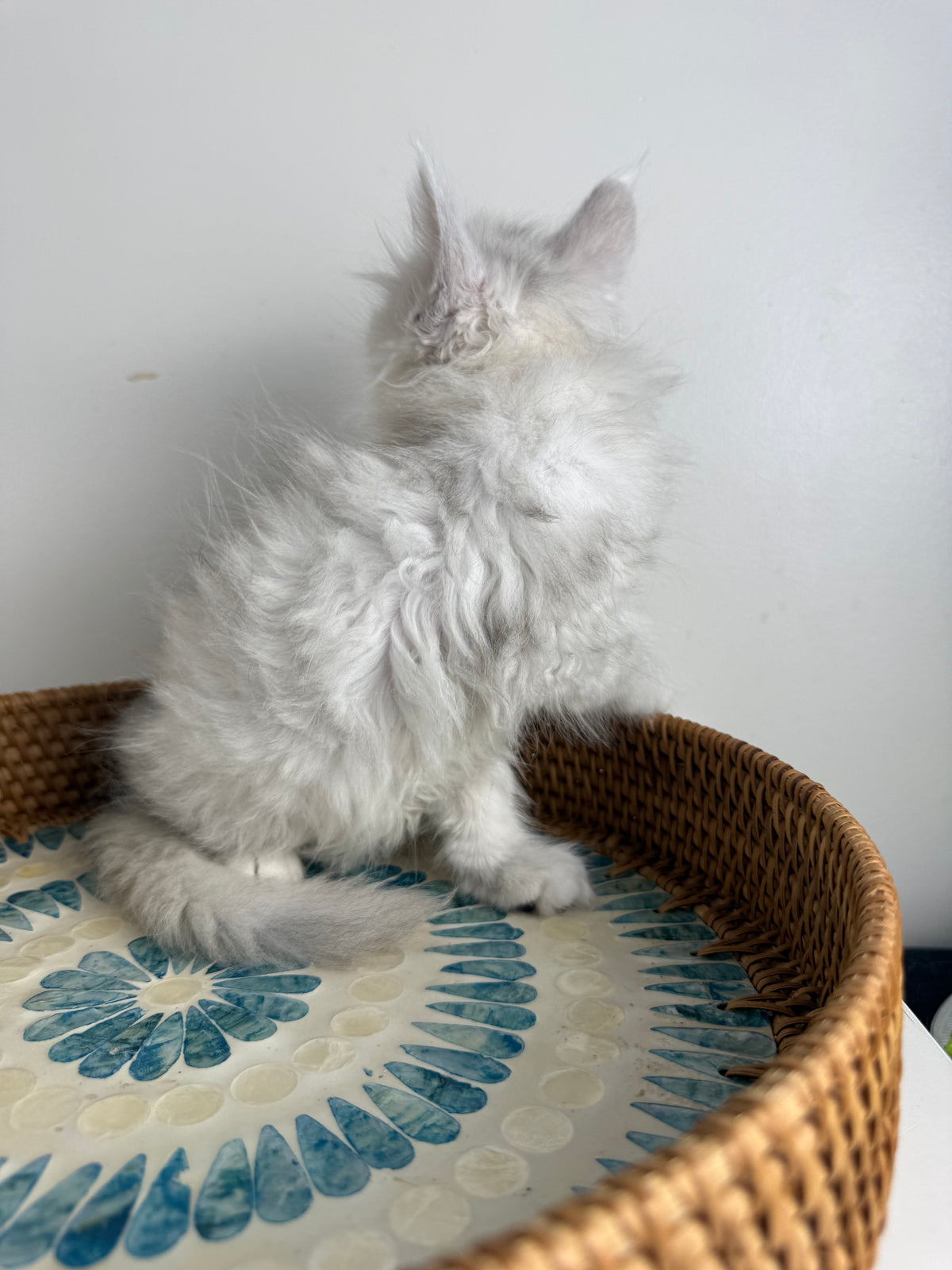 Black Silver Shaded Maine Coon male - 3 / Located in Ottawa area