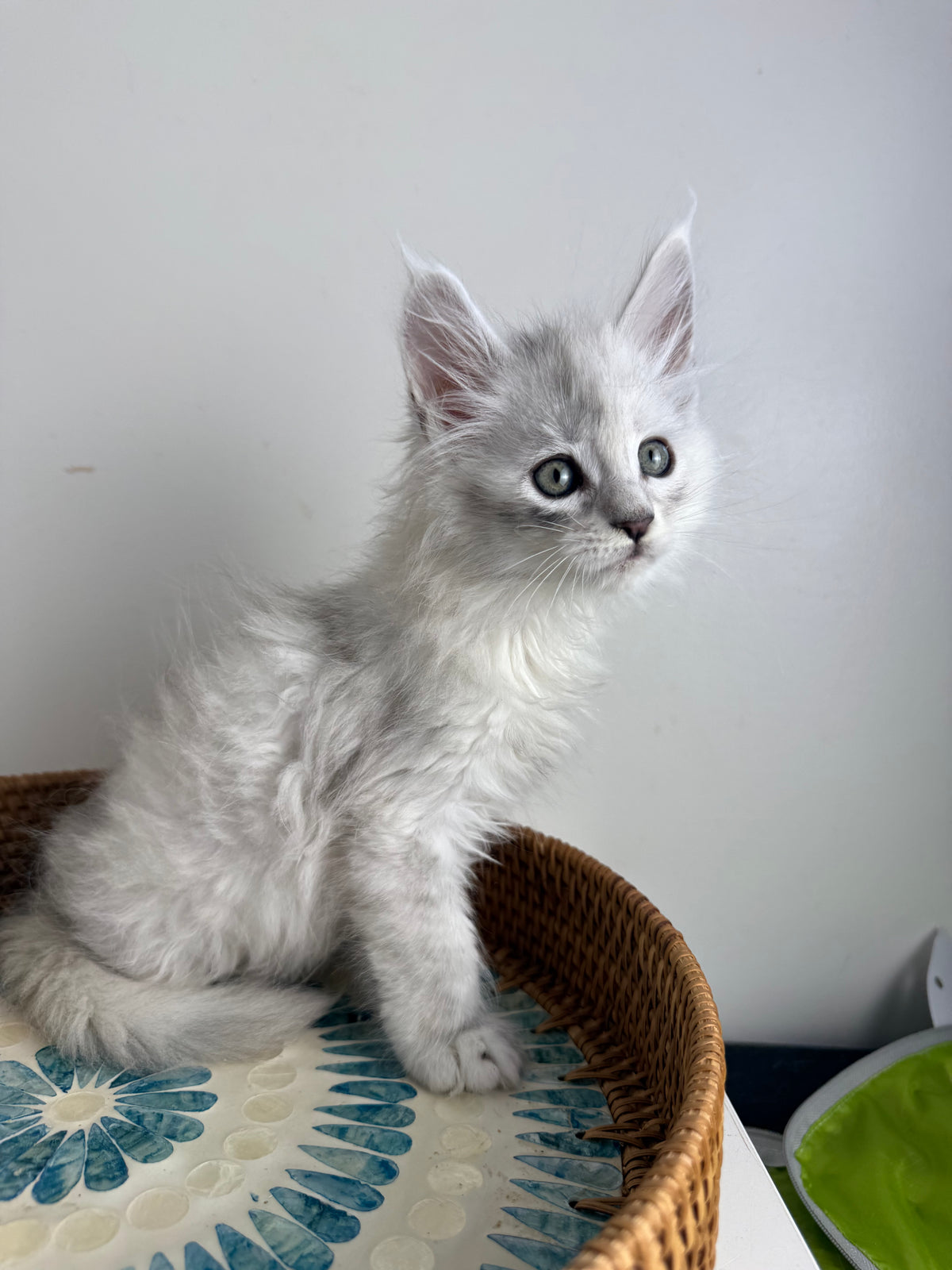 Black Silver Shaded Maine Coon male - 3 / Located in Ottawa area