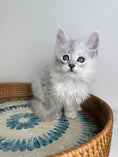 Load image into Gallery viewer, Black Silver Shaded Maine Coon male - 3 / Located in Ottawa area
