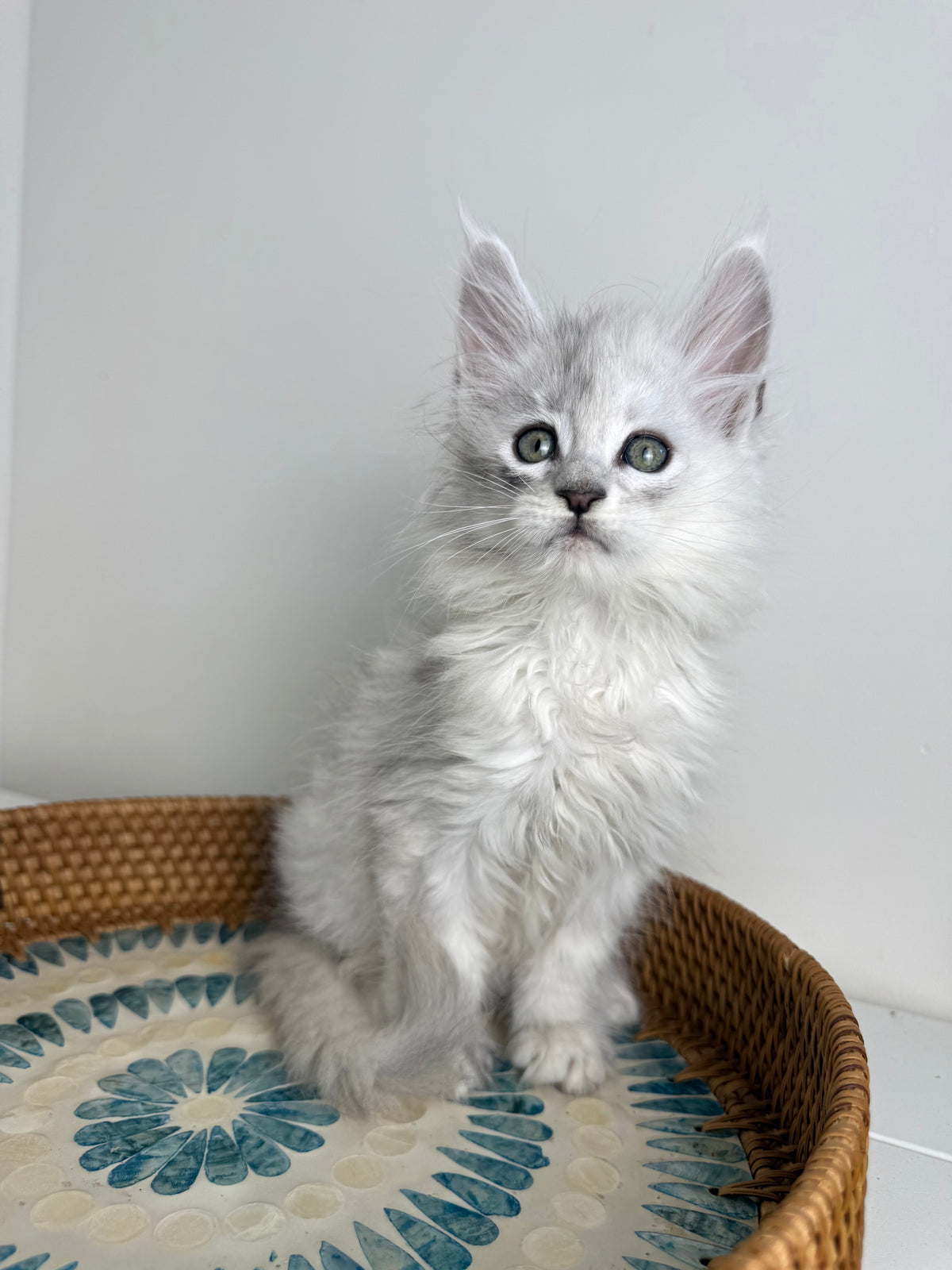 Black Silver Shaded Maine Coon male - 3 / Located in Ottawa area