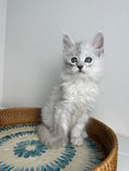 Load image into Gallery viewer, Black Silver Shaded Maine Coon male - 3 / Located in Ottawa area
