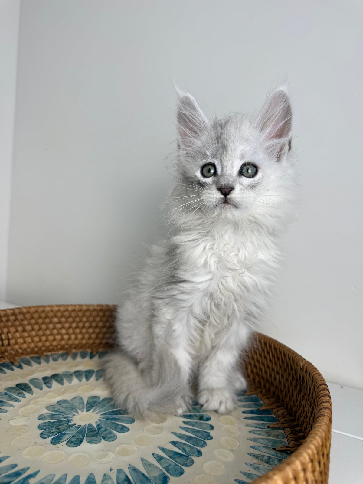 Black Silver Shaded Maine Coon male - 3 / Located in Ottawa area