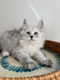 Load image into Gallery viewer, Black Silver Shaded Maine Coon male - 1 / Located in Ottawa area
