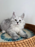 Load image into Gallery viewer, Black Silver Shaded Maine Coon male - 1 / Located in Ottawa area
