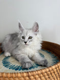 Load image into Gallery viewer, Black Silver Shaded Maine Coon male - 1 / Located in Ottawa area
