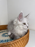 Load image into Gallery viewer, Black Silver Shaded Maine Coon male - 1 / Located in Ottawa area
