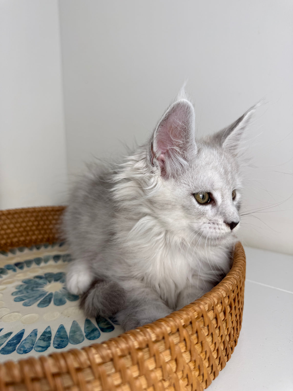 Black Silver Shaded Maine Coon male - 1 / Located in Ottawa area