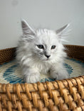 Load image into Gallery viewer, Black Silver Shaded Maine Coon female / Located in Ottawa area

