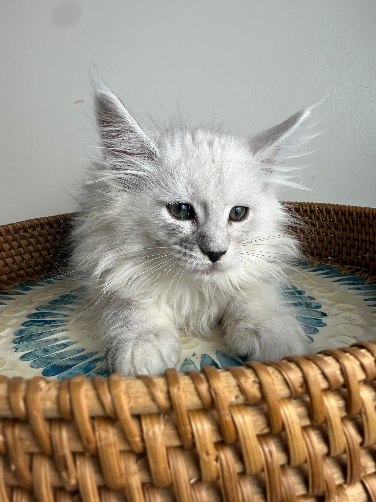 Black Silver Shaded Maine Coon female / Located in Ottawa area