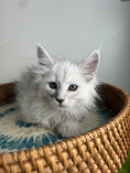 Load image into Gallery viewer, Black Silver Shaded Maine Coon female / Located in Ottawa area
