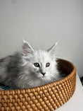 Load image into Gallery viewer, Black Silver Shaded Maine Coon female / Located in Ottawa area
