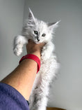 Load image into Gallery viewer, Black Silver Shaded Maine Coon female / Located in Ottawa area
