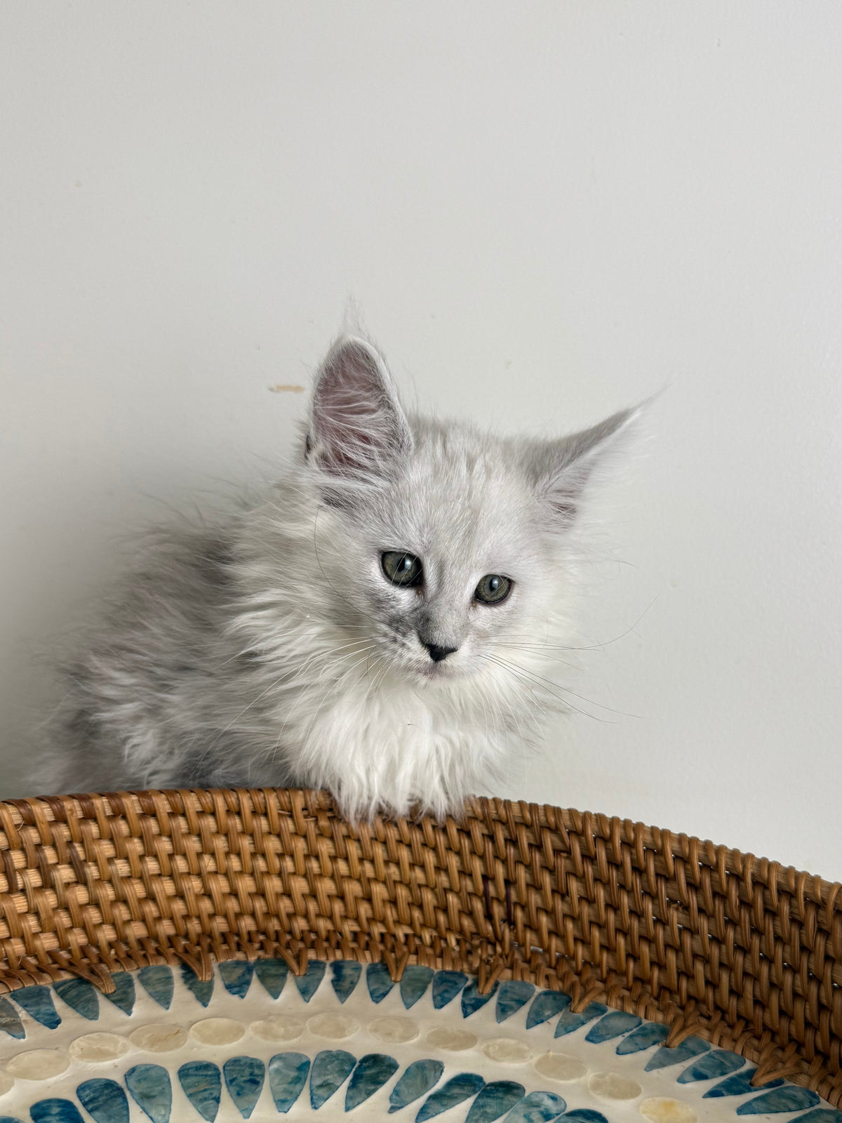 Black Silver Shaded Maine Coon female / Located in Ottawa area
