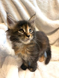 Load image into Gallery viewer, Black Tortie Maine Coon female 3 / Located in Ottawa area - Almonte
