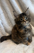 Load image into Gallery viewer, Black Tortie Maine Coon female 2 / Located in Ottawa area - Almonte
