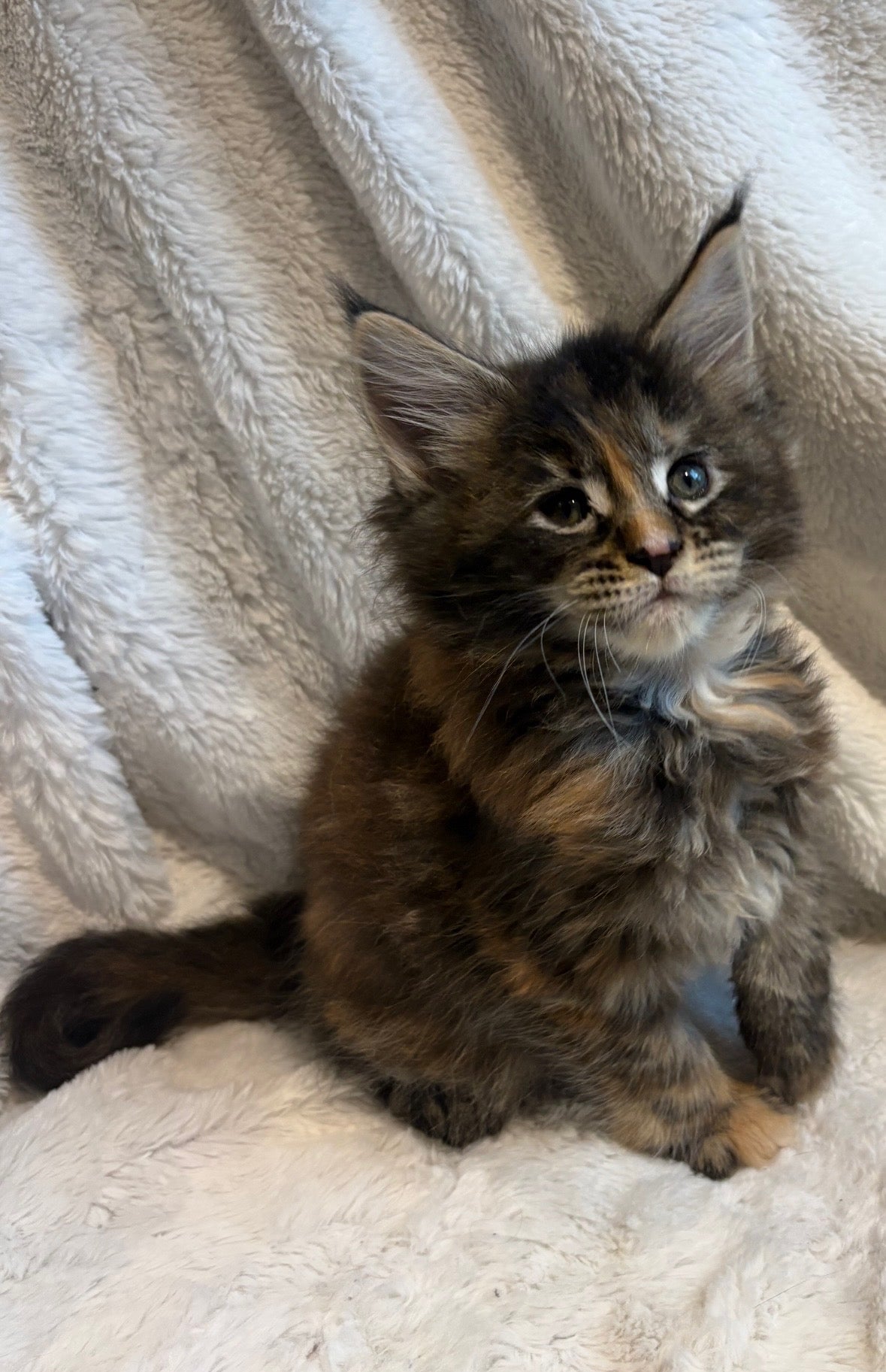 Black Tortie Maine Coon female 2 / Located in Ottawa area - Almonte