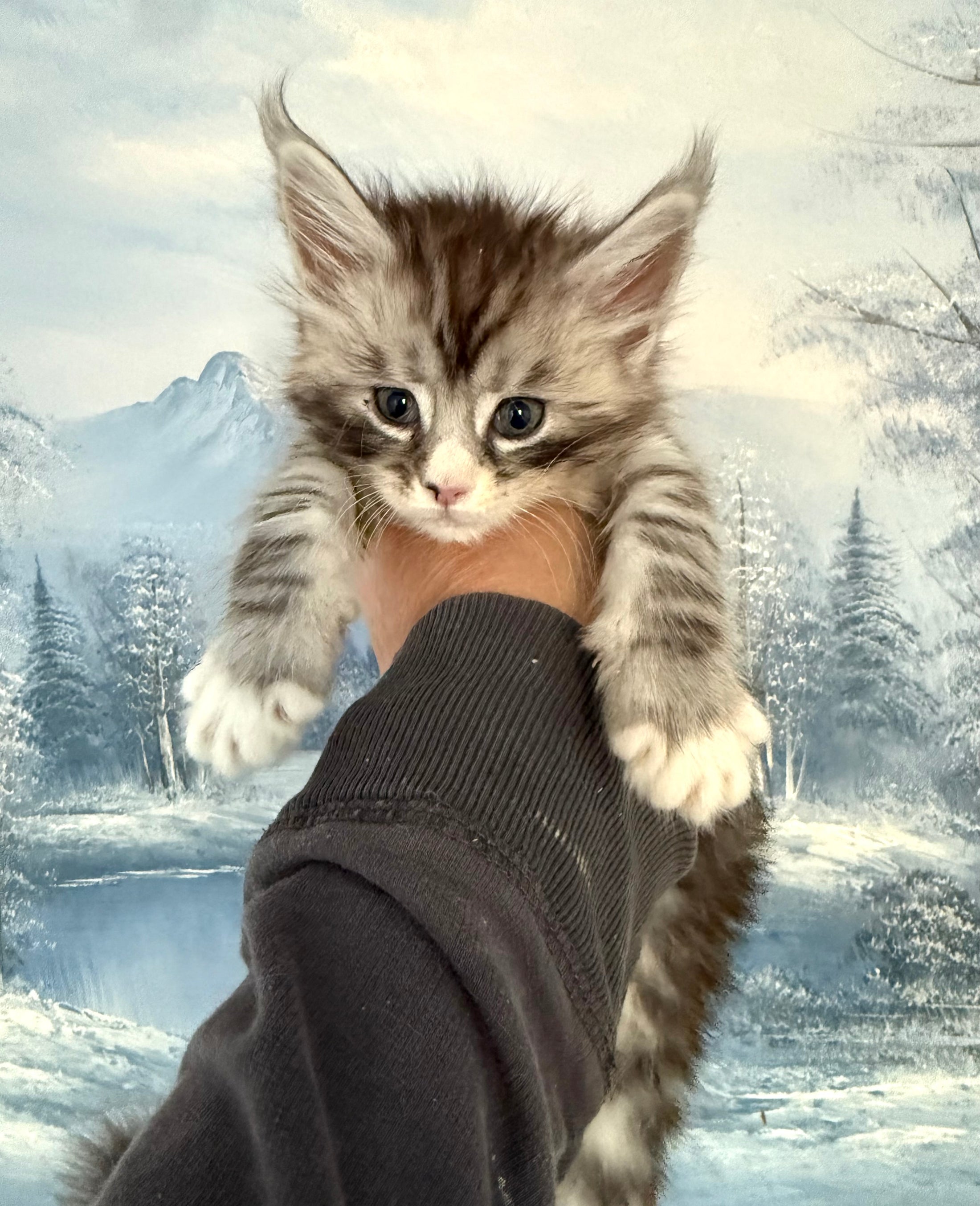 Black Silver Maine Coon male with white 2  / Located in Ottawa area