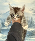 Load image into Gallery viewer, Black Silver Maine Coon male with white 2  / Located in Ottawa area
