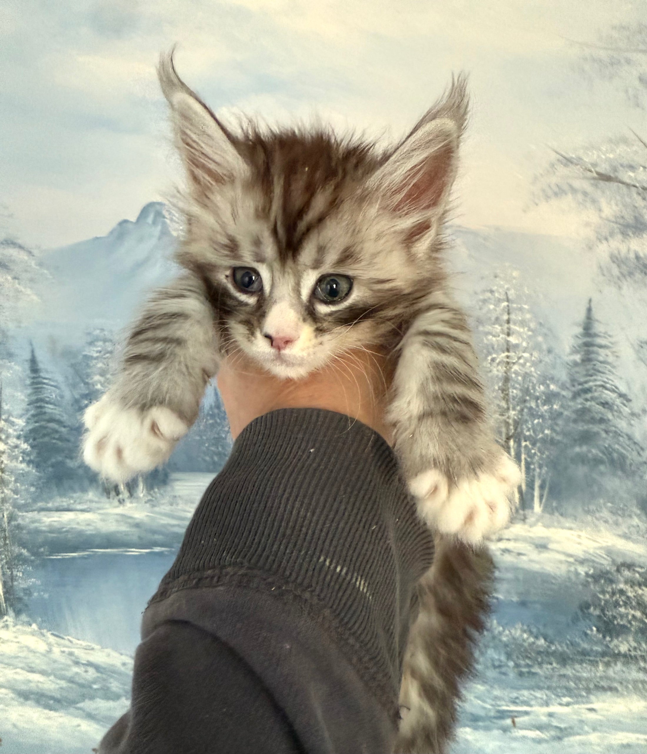 Black Silver Maine Coon male with white 2  / Located in Ottawa area