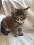 Load image into Gallery viewer, Black Tortie Maine Coon female 2 / Located in Ottawa area - Almonte
