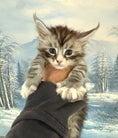 Load image into Gallery viewer, Black Silver Maine Coon male with white 2  / Located in Ottawa area
