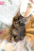 Load image into Gallery viewer, Black Silver Maine Coon male / Located in Ottawa area - Almonte
