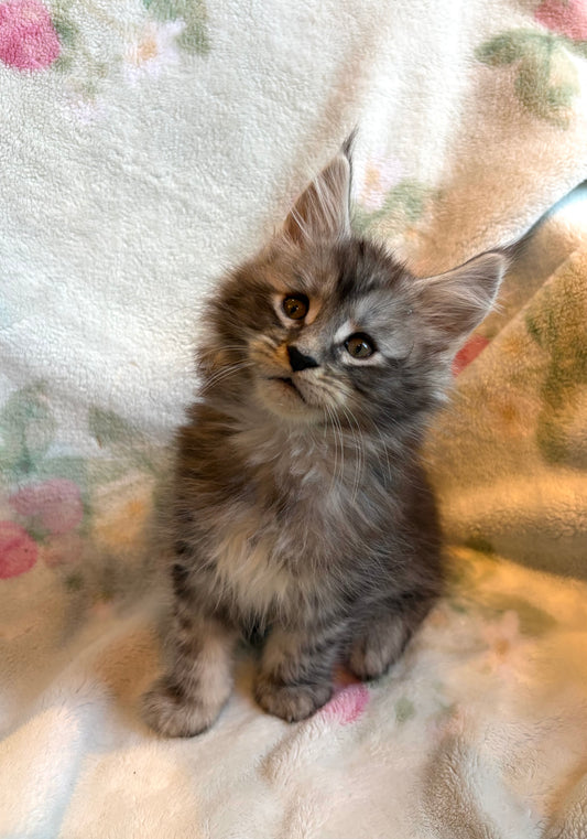 Black Silver Maine Coon male / Located in Ottawa area - Almonte