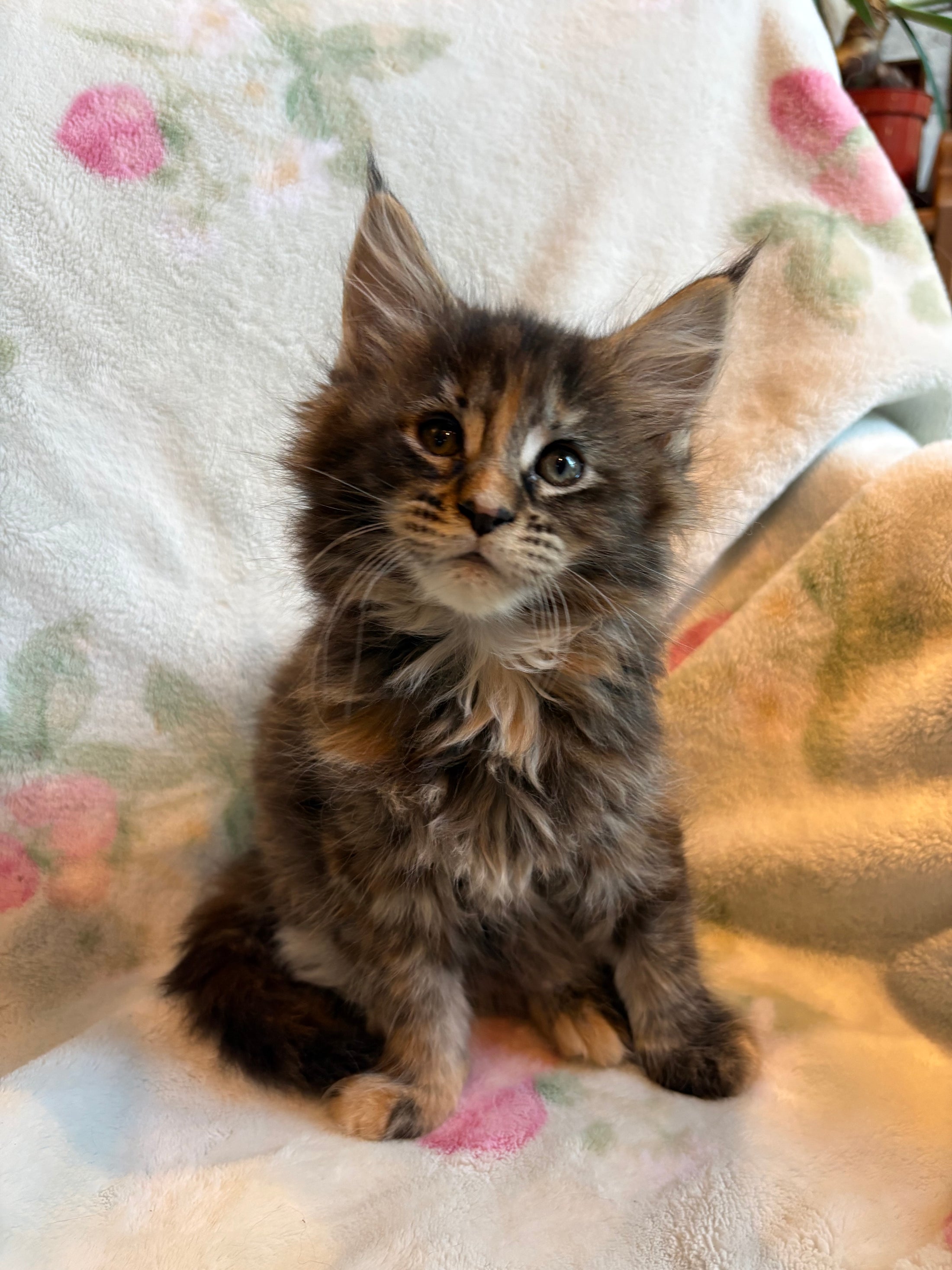 Black Tortie Maine Coon female 2 / Located in Ottawa area - Almonte