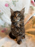 Load image into Gallery viewer, Black Tortie Maine Coon female 2 / Located in Ottawa area - Almonte
