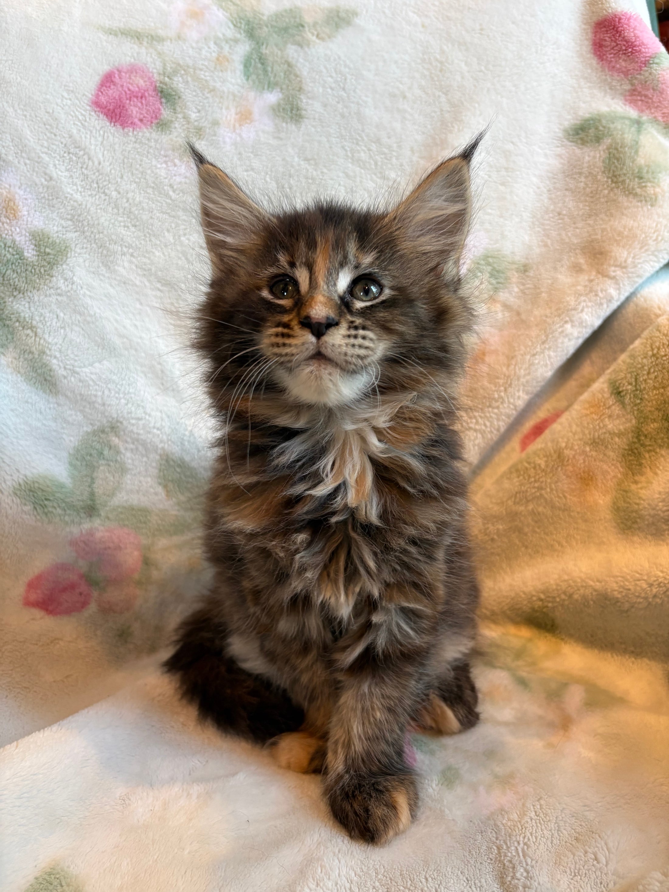 Black Tortie Maine Coon female 2 / Located in Ottawa area - Almonte
