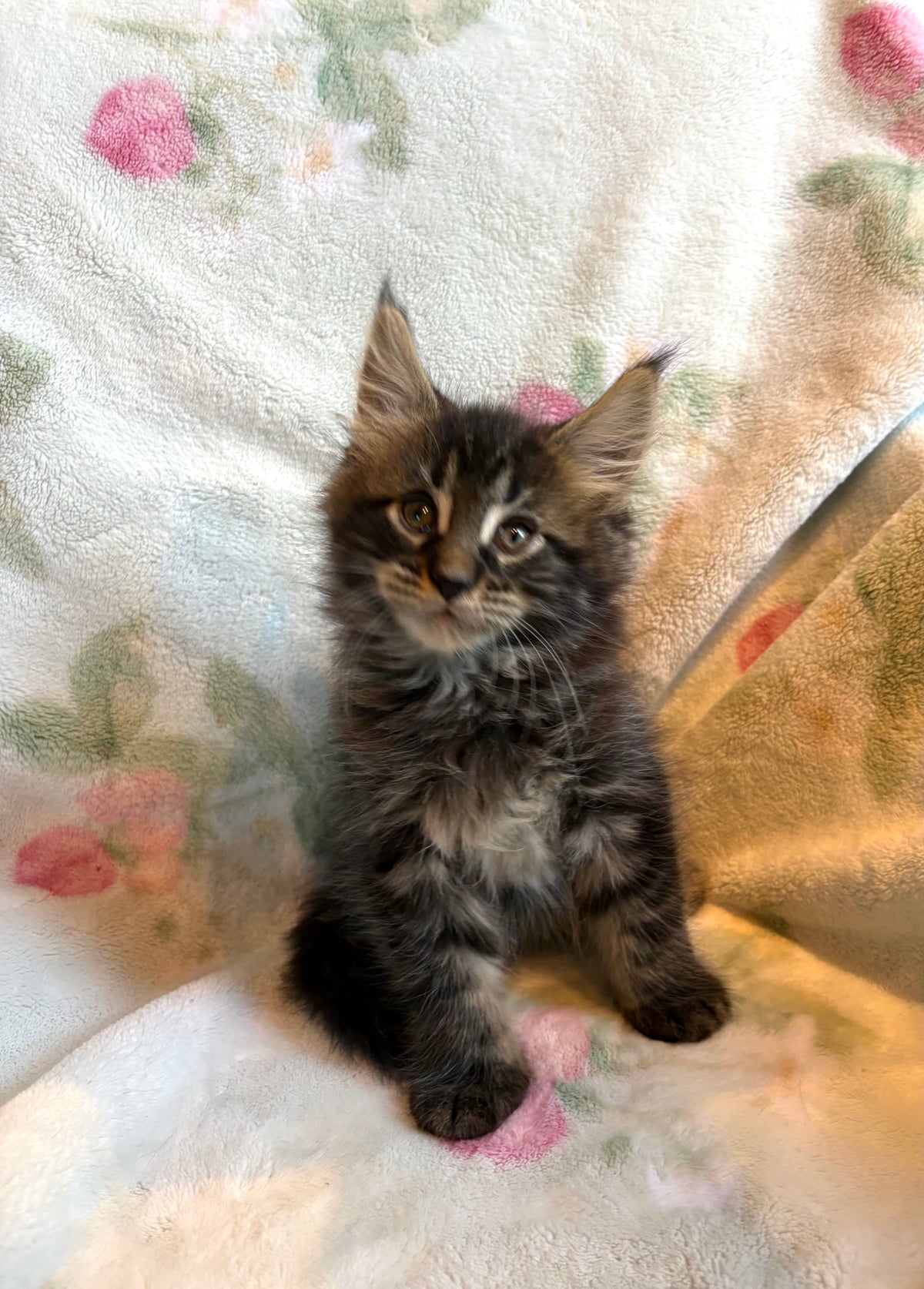 Black Marble Maine Coon male / Located in Ottawa area - Almonte