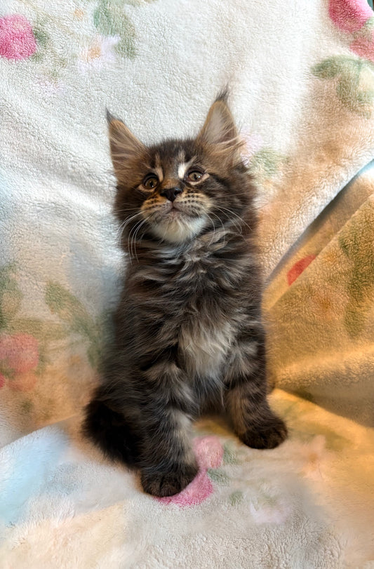 Black Marble Maine Coon male / Located in Ottawa area - Almonte