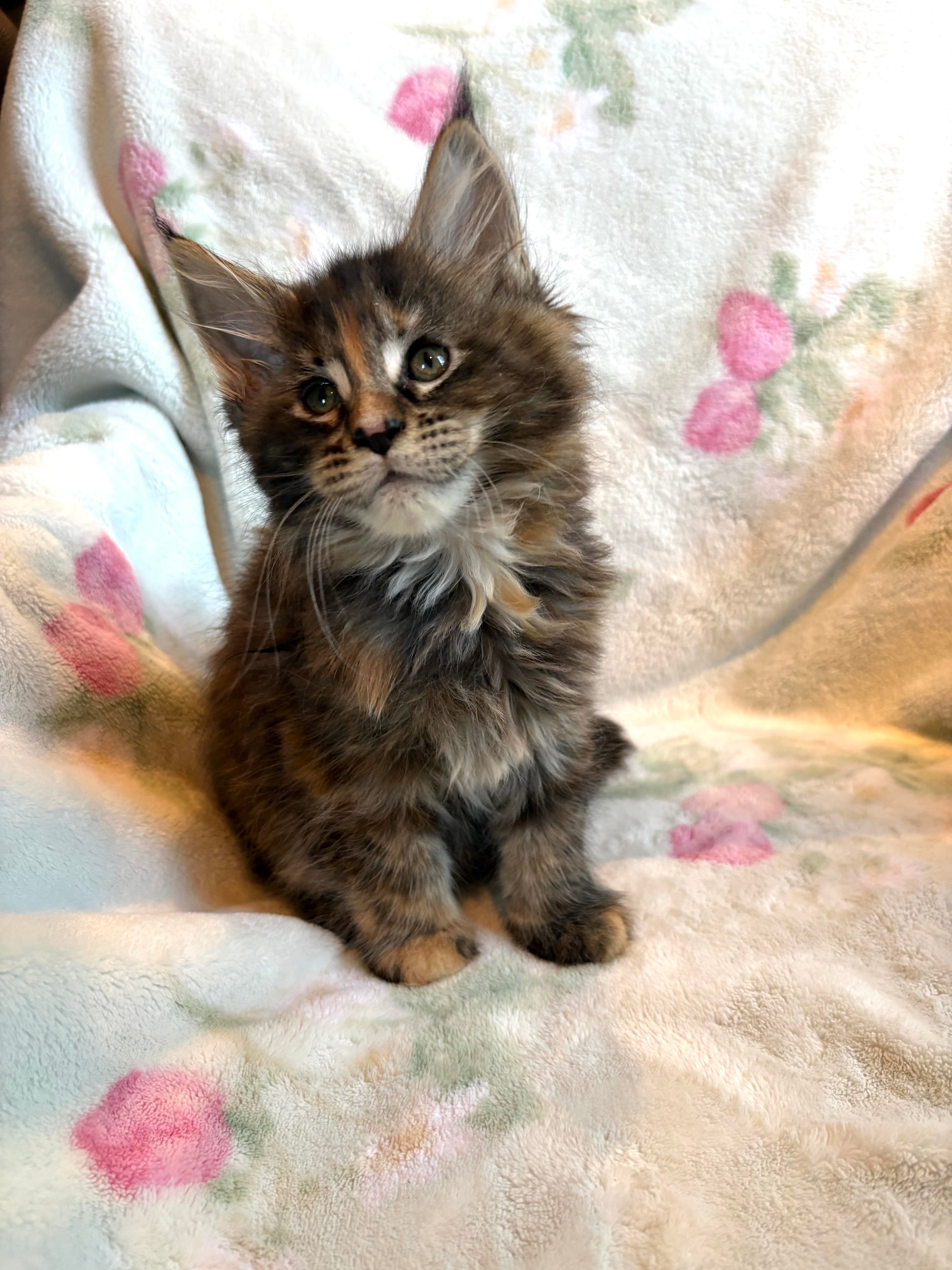 Black Tortie Maine Coon female 2 / Located in Ottawa area - Almonte