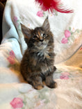 Load image into Gallery viewer, Black Tortie Maine Coon female 2 / Located in Ottawa area - Almonte
