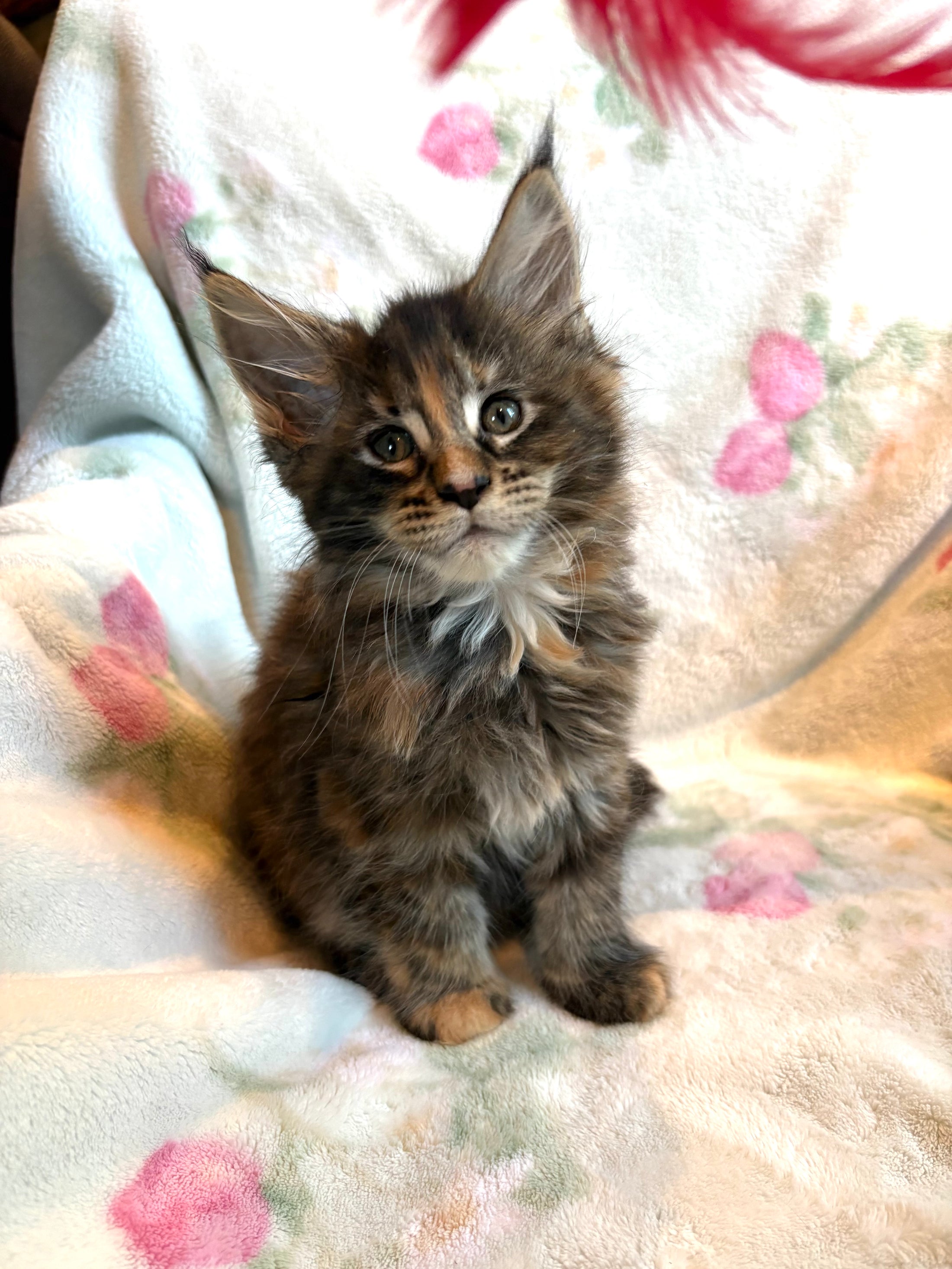 Black Tortie Maine Coon female 2 / Located in Ottawa area - Almonte