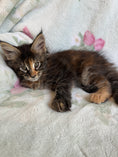 Load image into Gallery viewer, Black Tortie Maine Coon female 3 / Located in Ottawa area - Almonte
