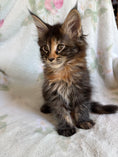 Load image into Gallery viewer, Black Tortie Maine Coon female 3 / Located in Ottawa area - Almonte

