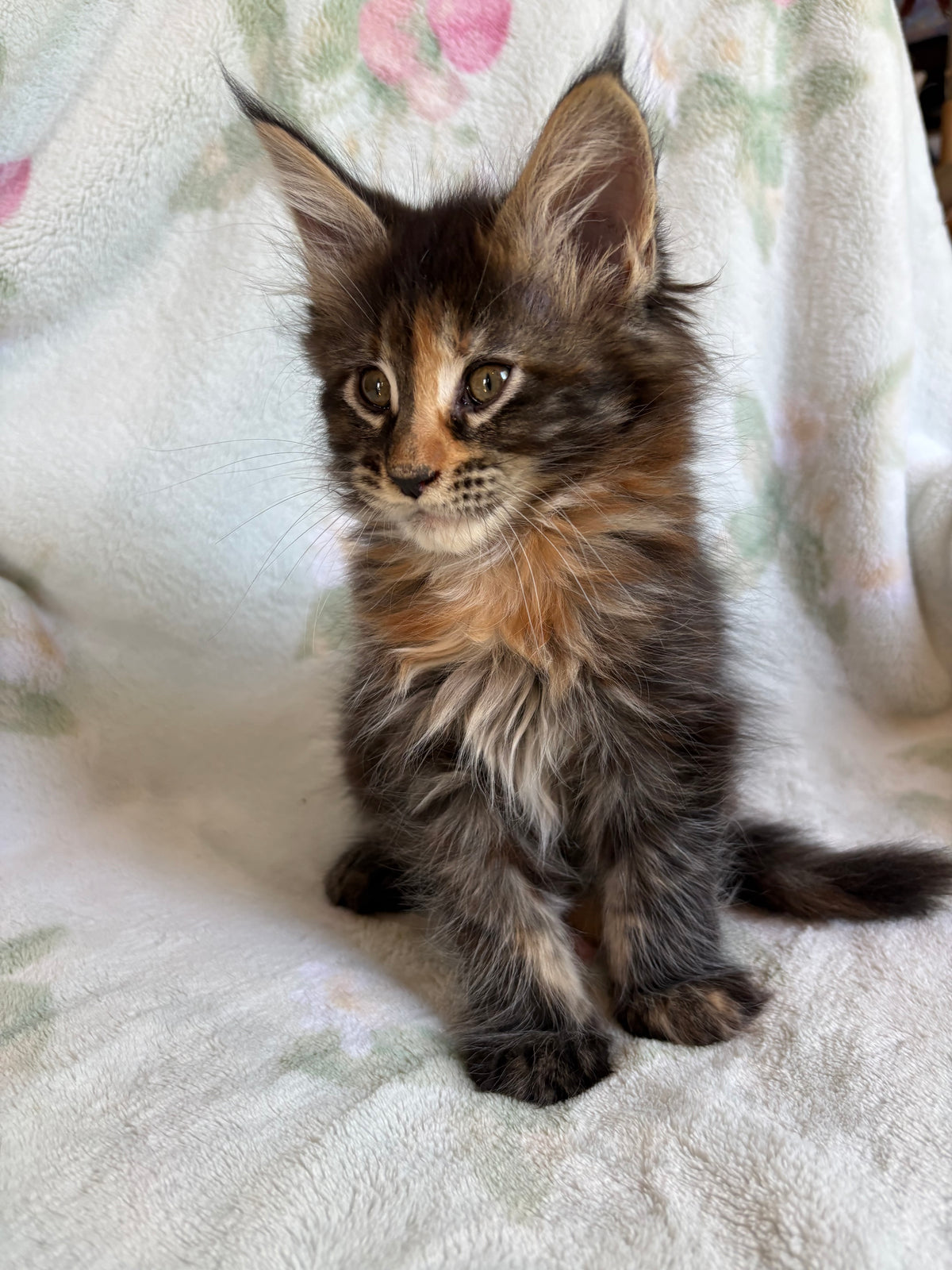 Black Tortie Maine Coon female 3 / Located in Ottawa area - Almonte