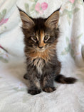 Load image into Gallery viewer, Black Tortie Maine Coon female 3 / Located in Ottawa area - Almonte
